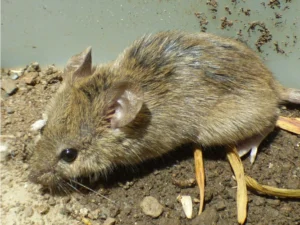 House Mouse on wet soil