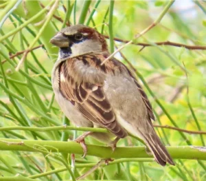 House Sparrow