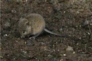 House mouse