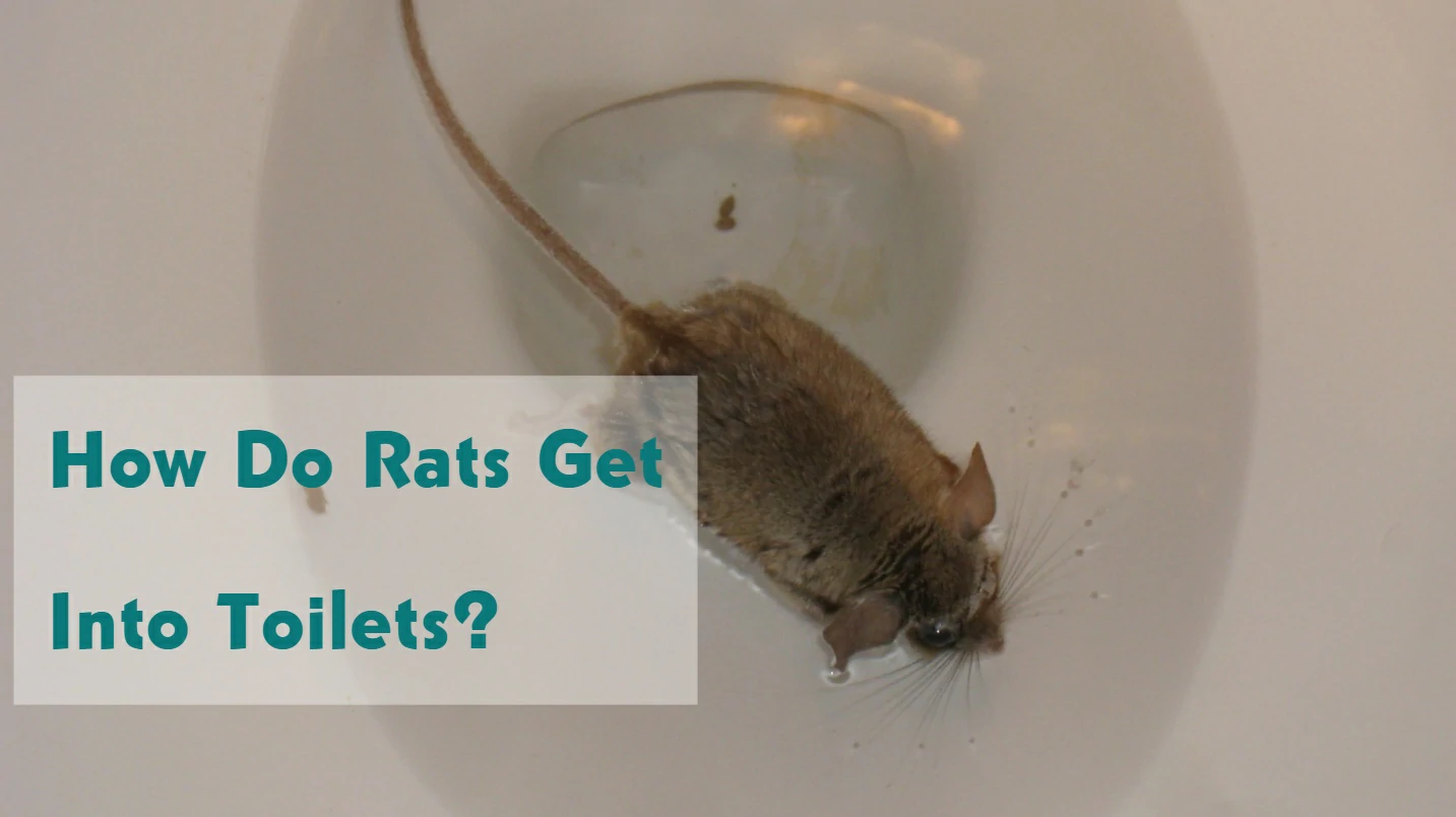 How Do Rats Get Into Toilets?