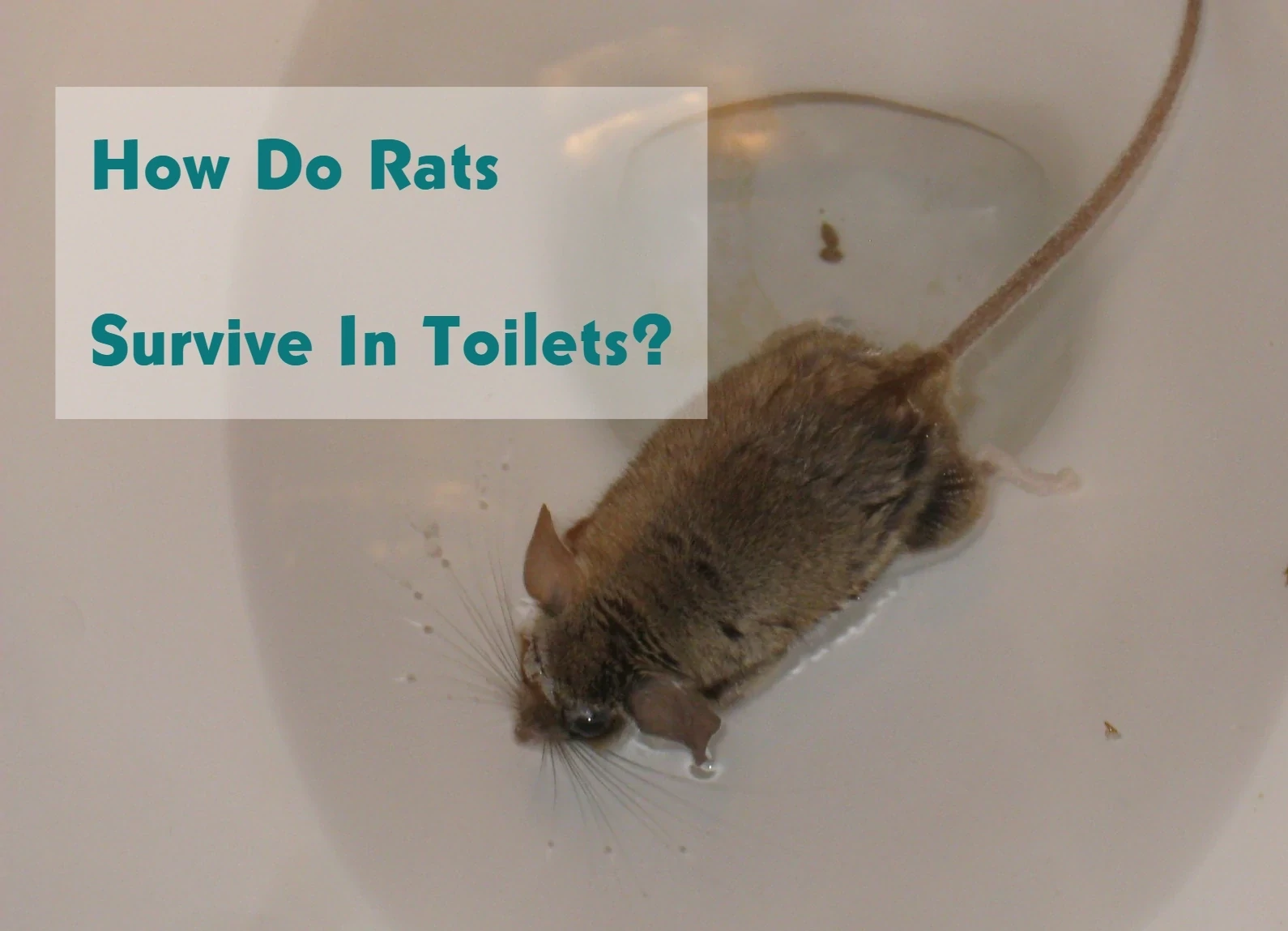 How Do Rats Survive In Toilets?