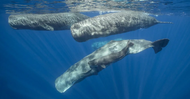 How Long Can Whales Stay Underwater?