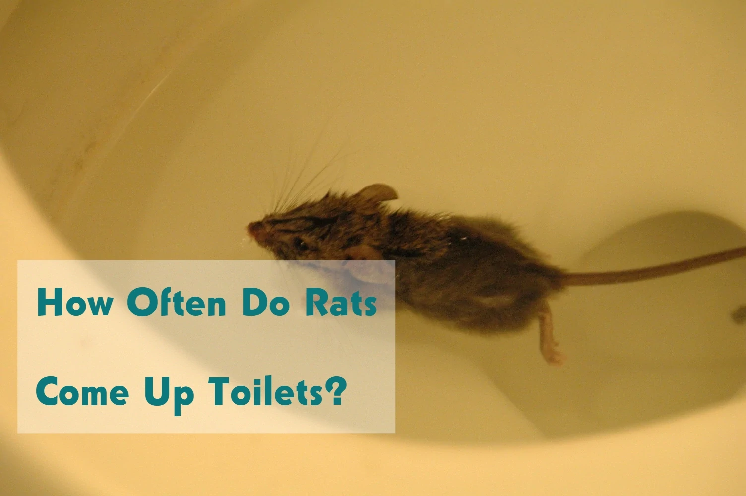 How Often Do Rats Come Up Toilets?