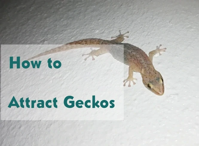 How To Attract Geckos