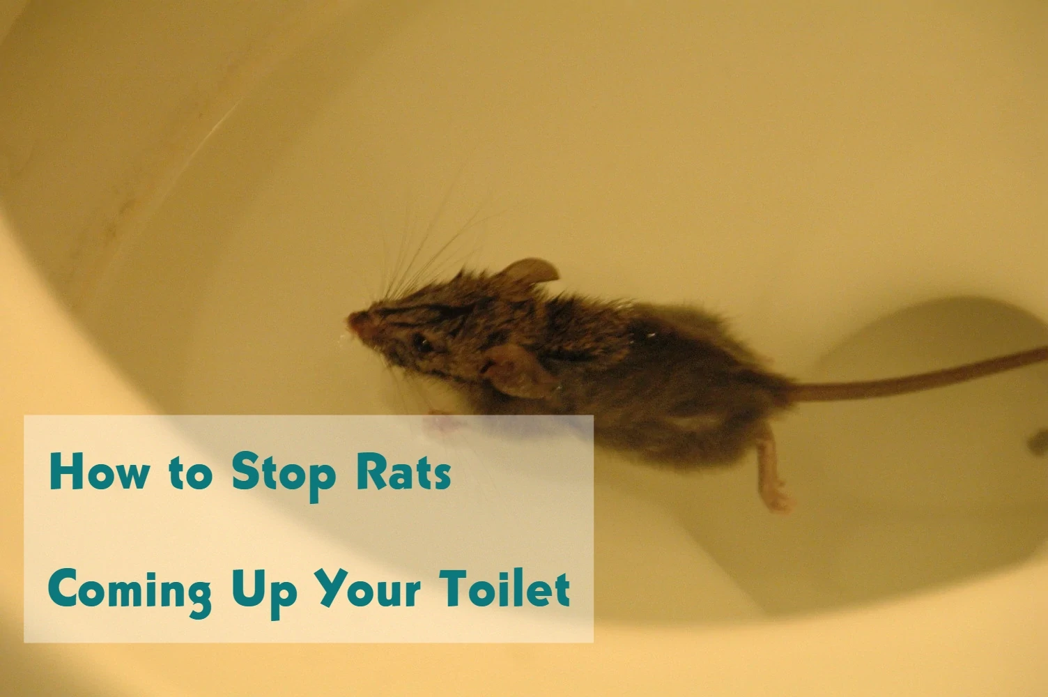 How to Stop Rats Coming Up Your Toilet