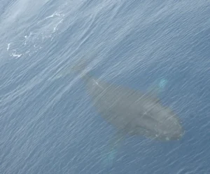 Humpback Whale just under the water surface 0