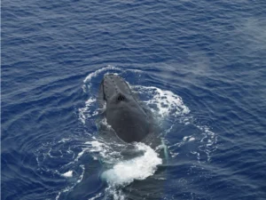 Humpback Whale on the surface of the water with blowhole visible
