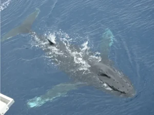 Humpback Whale on the water surface 0