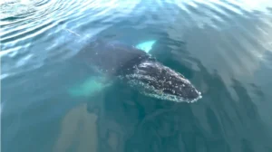 Humpback Whale with barnacles on its head