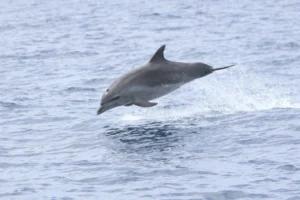 Indo-Pacific Bottlenose Dolphin diving in the air