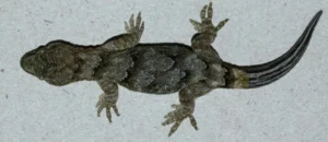 Korero Gecko with a re-grown tail