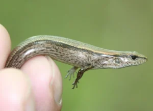 Little Brown Skink being handled