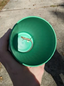 Little Brown Skink in a bucket