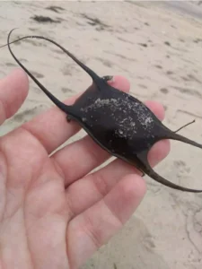 Little Skate egg pouch