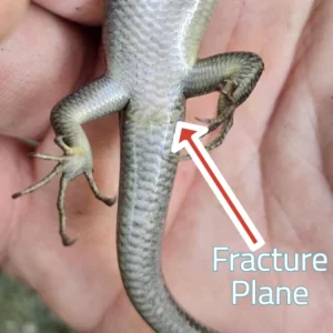 Lizard fracture plane