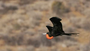 Magnificent Frigatebird in flight