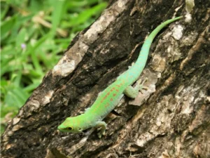 Mahé Day Gecko on a tree