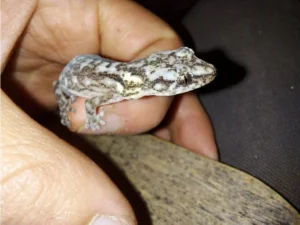 Marbled Leaf-toed Gecko caught in finger