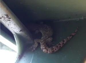 Marbled Leaf-toed Gecko on a green plastic chair 2