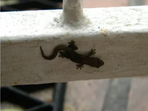 Marbled Leaf-toed Gecko on a pole outdoors