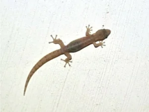 Marbled Leaf-toed Gecko on a rough white wall