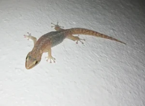 Marbled Leaf-toed Gecko on a white wall