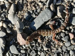 Marbled Leaf-toed Gecko on rocky ground