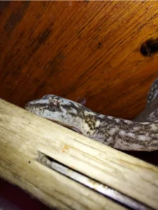 Marbled Leaf-toed Gecko on wooden platform