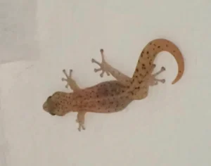 Marbled Leaf-toed Gecko with black spots 1