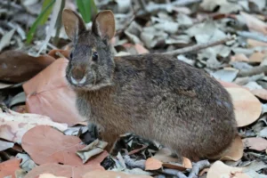 Marsh Rabbit