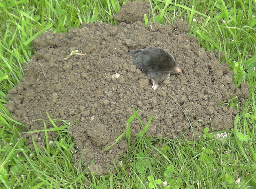 Mole hill on a lawn