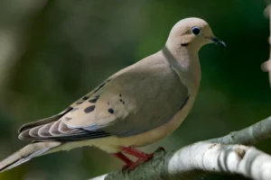 Mourning Dove