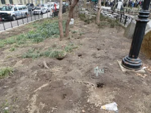 Multiple Norway Rat Burrows