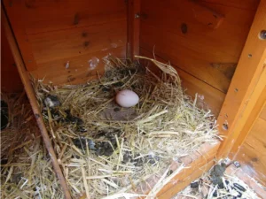 New laid chicken egg