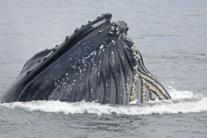 North Pacific Humpback Whale with barnacles under its chin