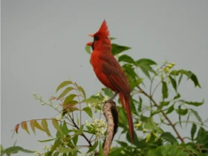 Northern Cardinal calling on a tree branch
