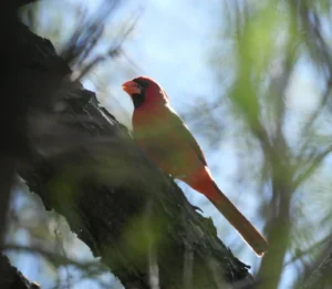 Northern Cardinal on a tree