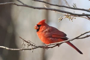 Northern Cardinal perched on a tree branch in the early morning