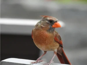 Northern Cardinal perched on a wall