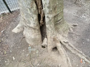 Norway Rat Burrow at the base of a tree