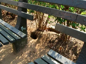 Norway Rat Burrow between two benches
