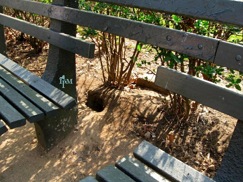 Norway Rat Burrow between two benches