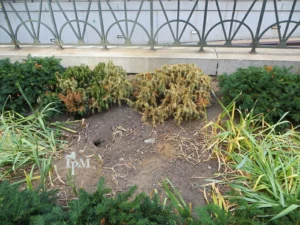 Norway Rat Burrow in a garden