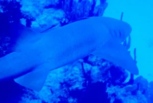 Nurse Shark near the sea floor