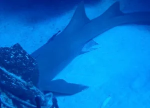 Nurse Shark resting on the sea floor