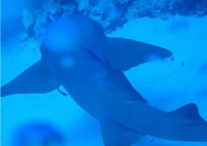 Nurse Shark swimming near the sea floor