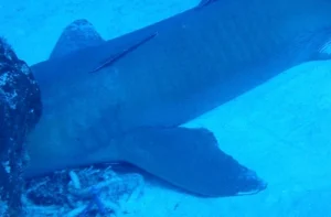 Nurse Shark with its head partly under a rock