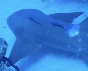 Nurse shark on the sea floor