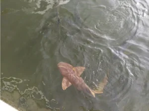 Nurse shark swimming next to water surface