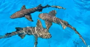 Nurse sharks in an aquarium 0